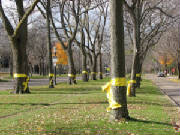 john_davis_sottile_trees_yellow_ribbons.jpg